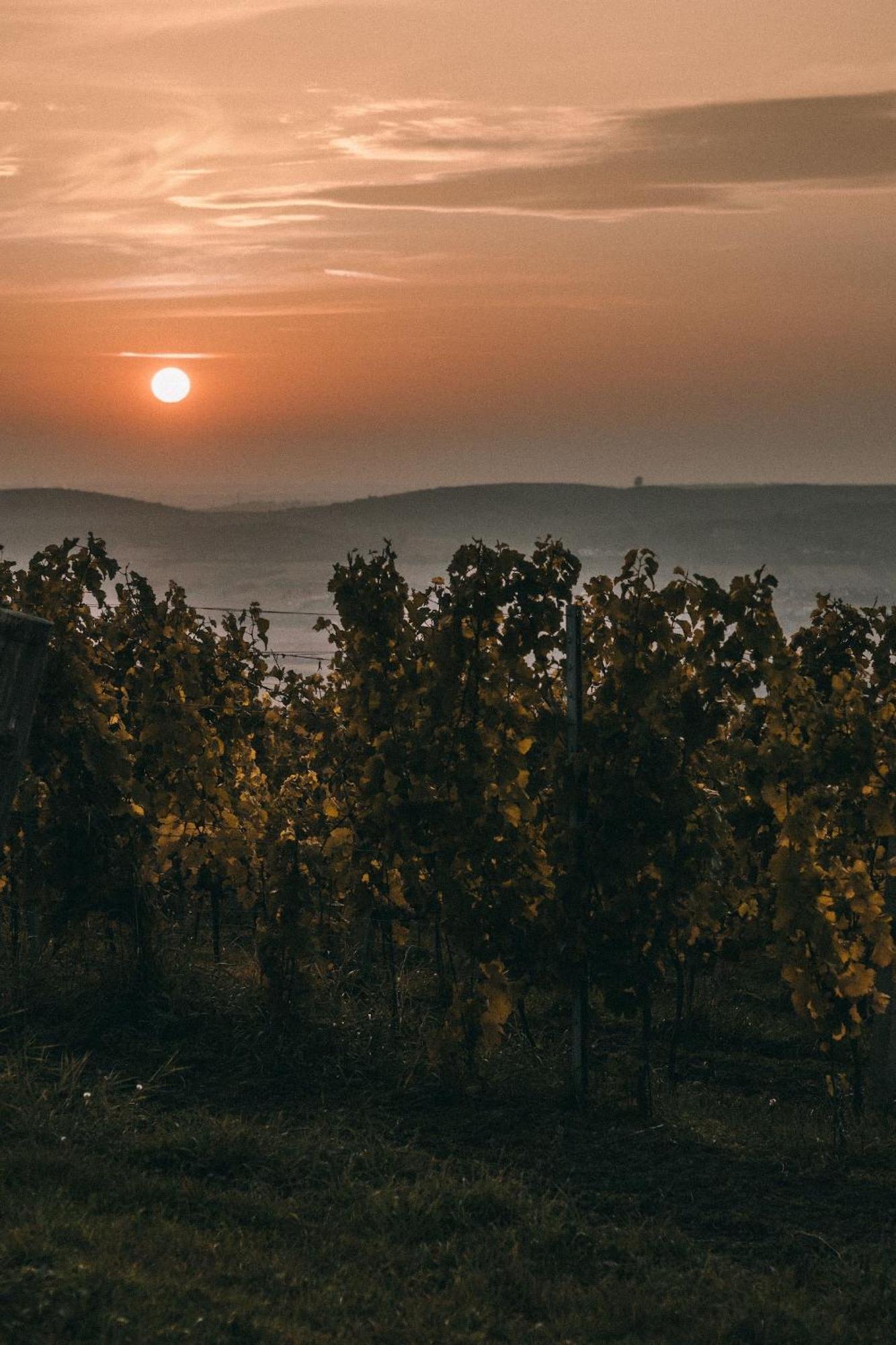 Marinada Vinicni Dum Bed & Breakfast Pavlov Bagian luar foto